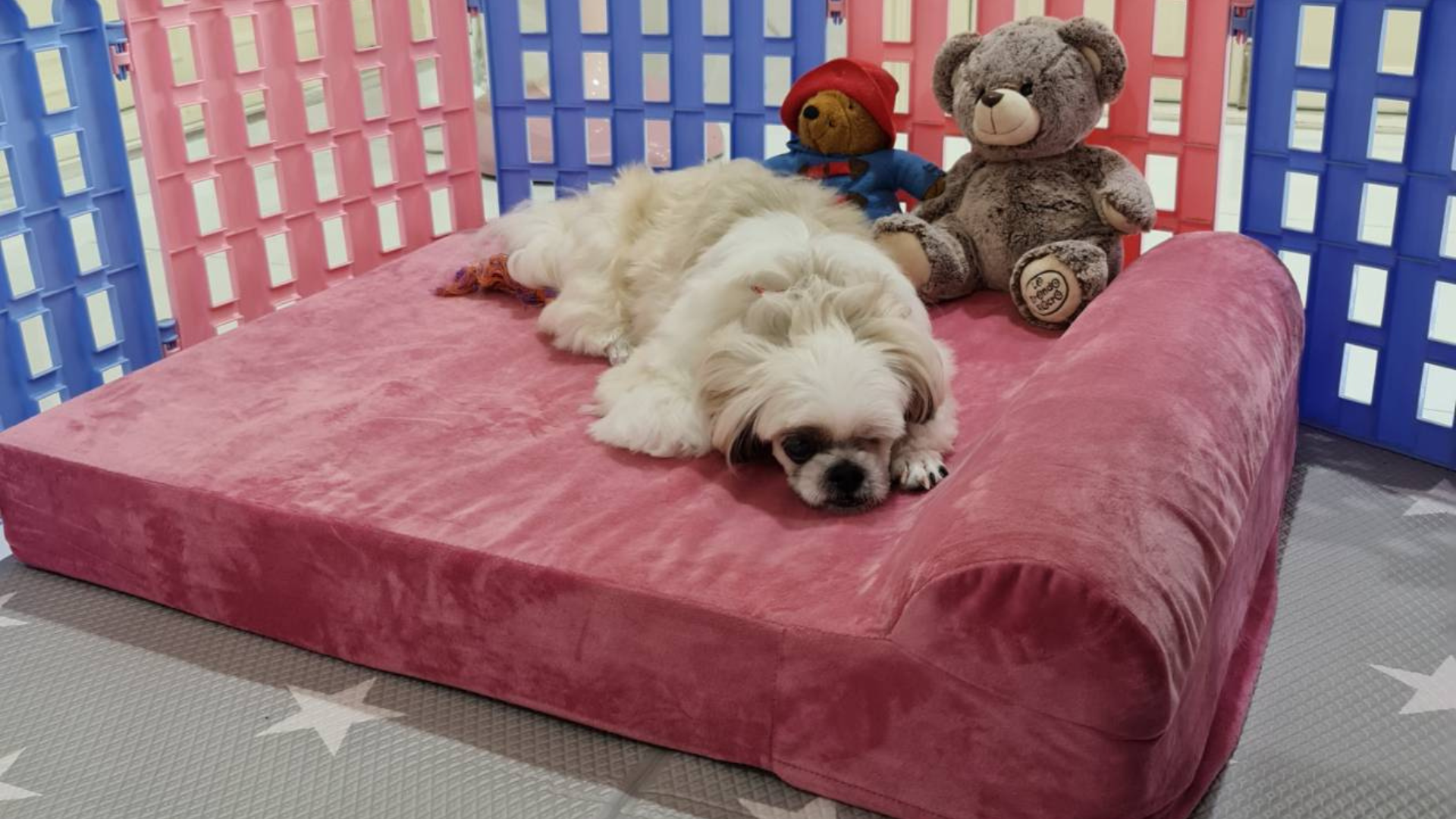Pillow top top orthopedic dog bed