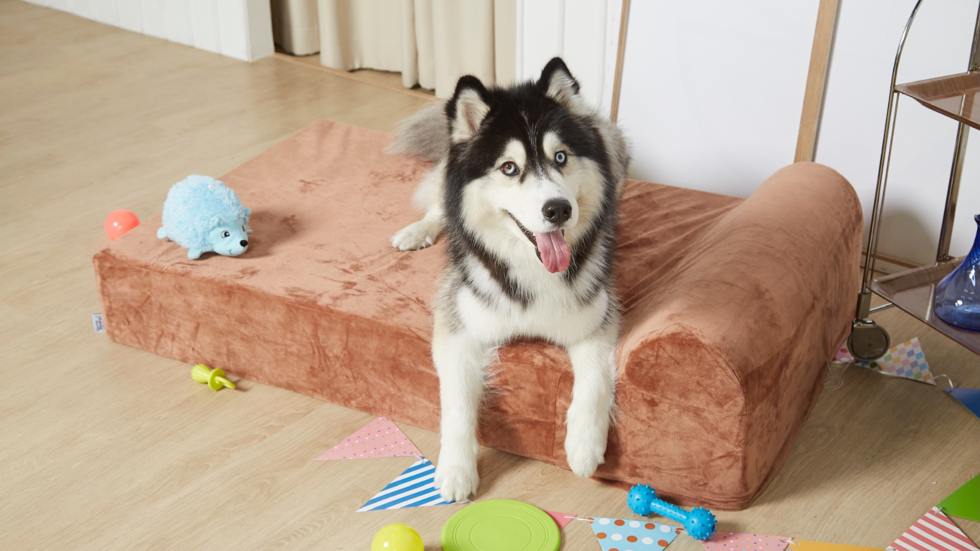 How to train a dog to go sales to their bed