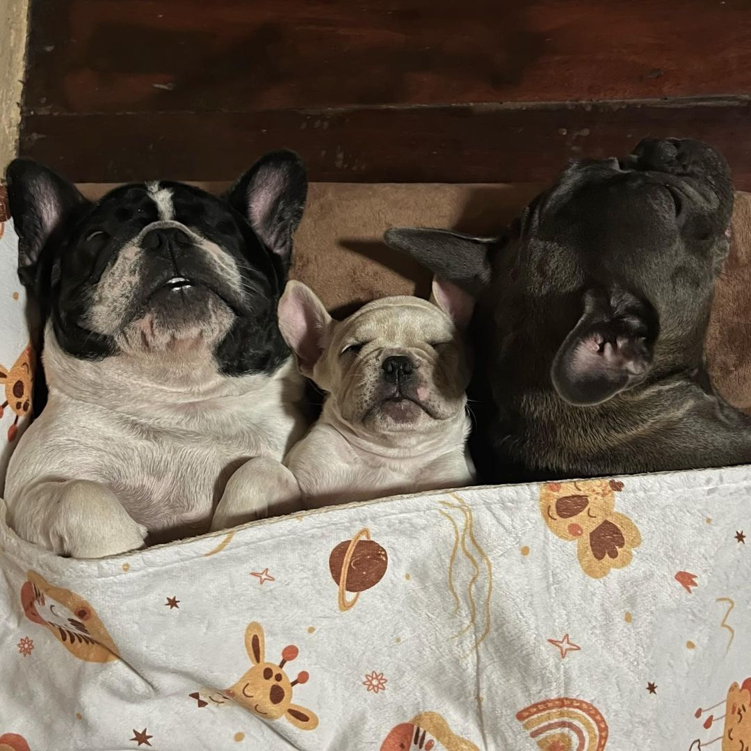 Dog Blanket and Pillow Set Baby Grade and Washable Binky Barker