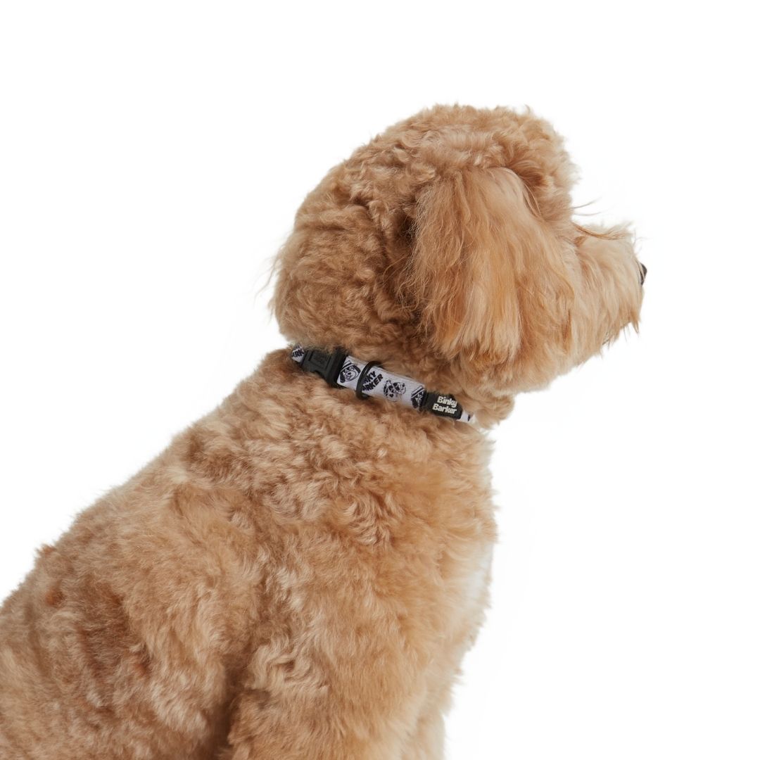 Dog Collar and Leash Set - Cool Kid